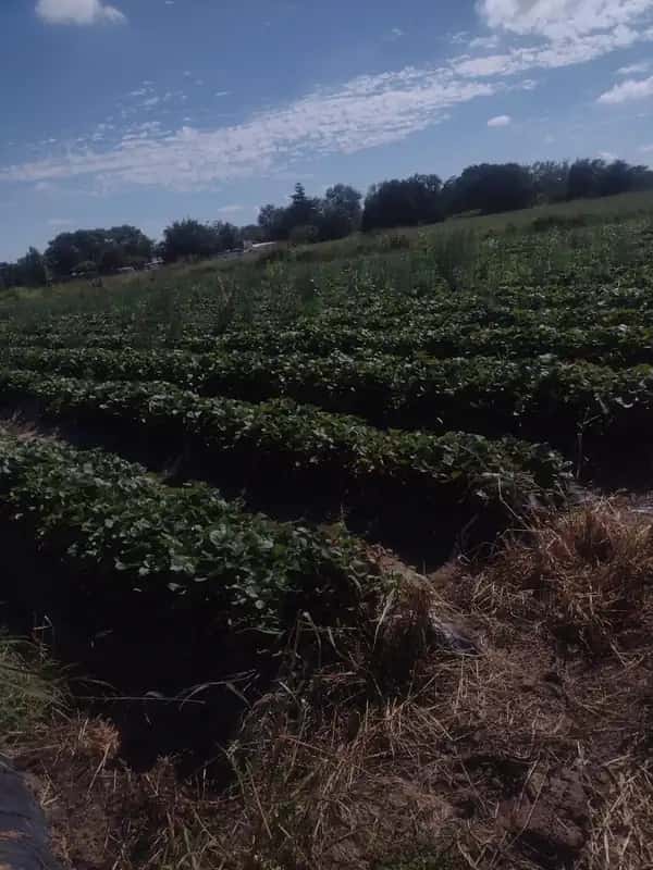 EXCELENTE OPORT GRANJA BALERIANA CAMINO 60 CUADRAS