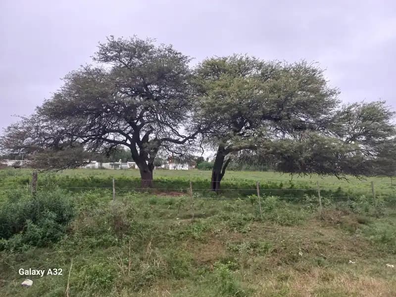 1 Ha / Porteña (Cba.)