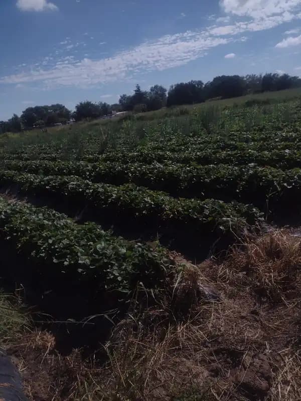 EXCELENTE OPORT GRANJA BALERIANA CAMINO 60 CUADRAS