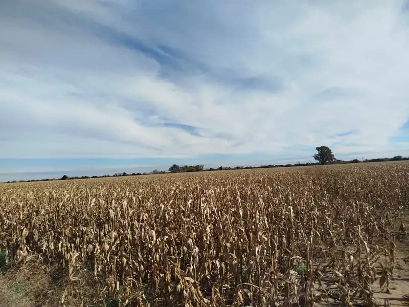 Campo 151 has 8164 m2. Dpto. Santa María