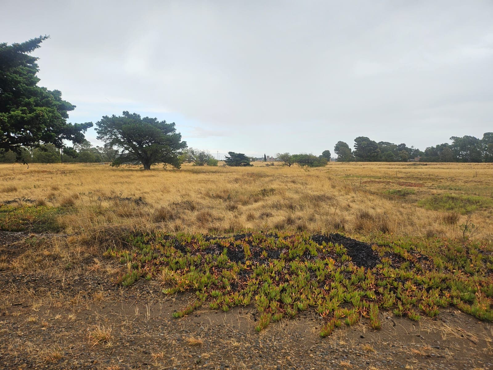 SUBASTA EN DOLARES - LOTE DE TERRENO EN RINCON DEL BANCO, SAN BLAS.